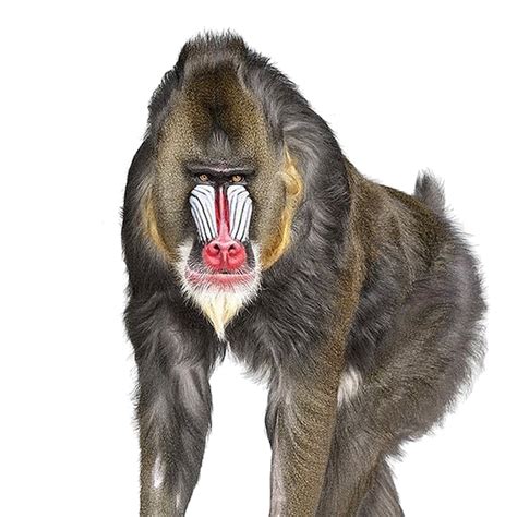 Free Baboon PNG Transparent Images, Download Free Baboon ...