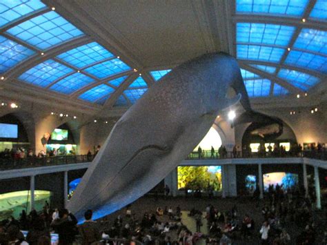 American Museum Of Natural History Is New Yorks Most Popular Museum