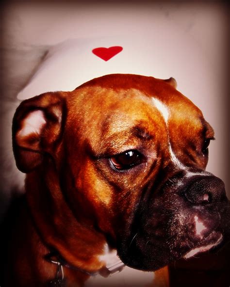 Sweet Boxer Boxer Love Boxer Dogs I Love Dogs