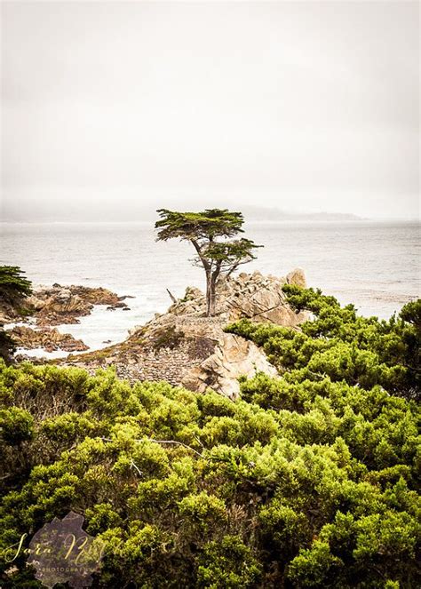 Lone Cypress Tree Pebble Beach Photography By Sararuthphotography Beach