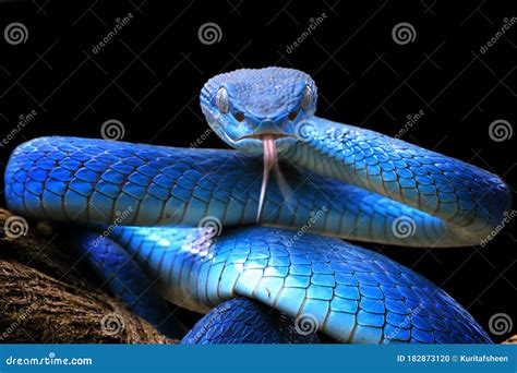 Serpente Azul De Cobra De Víbora Cabeça De Serpente De Víbora Foto De