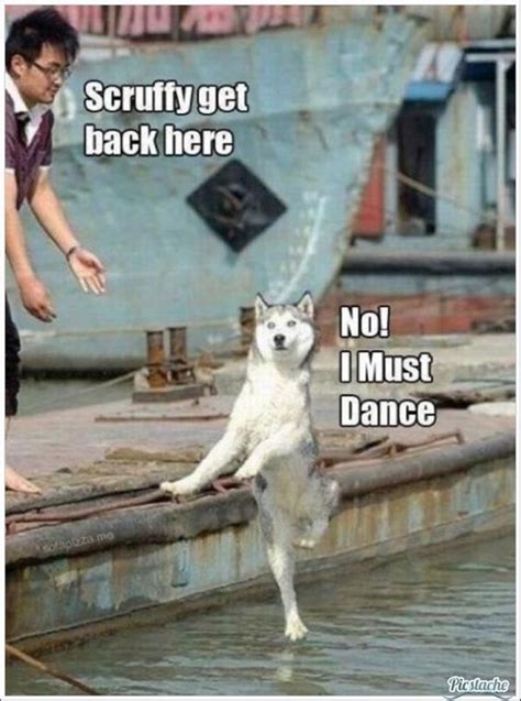 26 Funny Animals Pictures For Today 8 Bit Nerds Funny Animal Memes