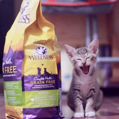 Salah satu merek dry food kucing terbaik adalah royal canin yang berfokus pada. √ Komposisi Makanan Kucing Royal Canin - Biaya Pendidikan
