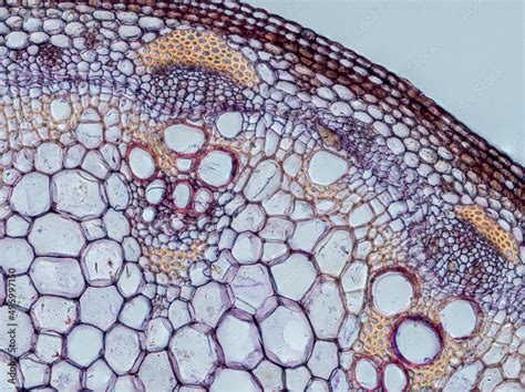 Plant Stem Dahlia Stem Cross Section Under The Microscope Showing