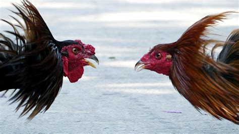 Cockfighting Is On The Rise Warns Rspca News The Times