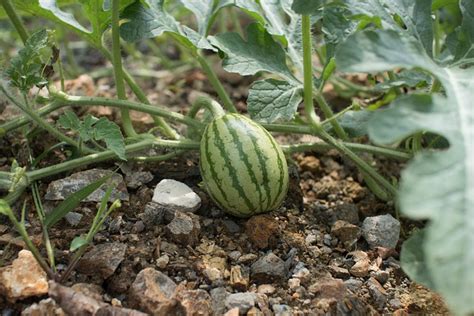 How To Grow Watermelon Raised Bed Home Soils