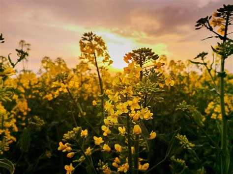 Premium Photo Rapeseed Fields Yellow Flowers At Sunset Light