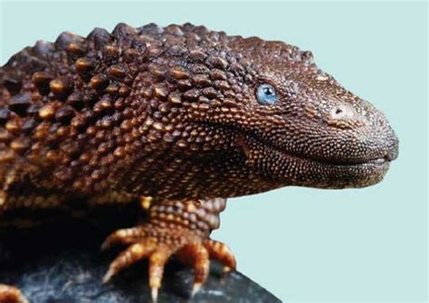 The best online news portal in malaysia, malaysia news portal, top malaysia news portals, free malaysia today news portal, independent, alternative, vibes. Malaysia wants total ban on trade of rare lizard species ...