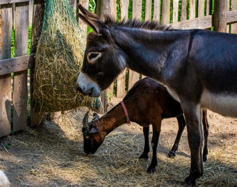 Do Donkeys And Goats Get Along Facts And Faq Pet Keen