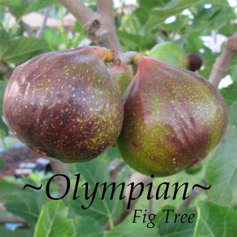 ~olympian~ Fig Tree Cold Hardy Ficus Carica Sweet Yummy