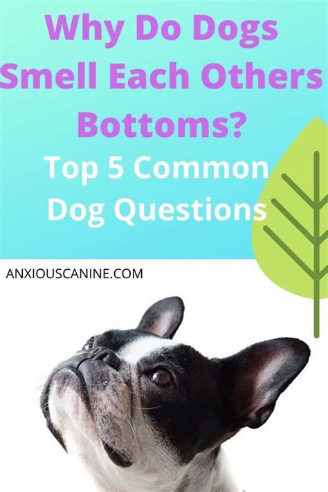 Why Do Dogs Smell Each Others Bottoms Dog Smells Funny Dog Memes