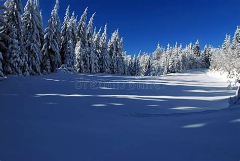 Winter Meadow With Forest Around Stock Photo Image Of Carpathian