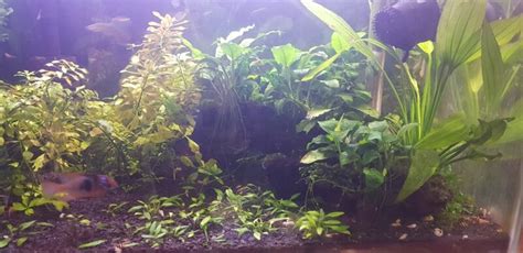 Maybe you would like to learn more about one of these? DIY root tabs | Page 7 | Tropical Aquariums SA
