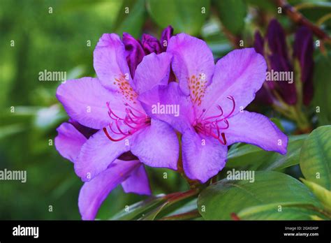 Rhododendron Mit Rosa Blüten Rhododendron Ponticum Hat Kissenartige