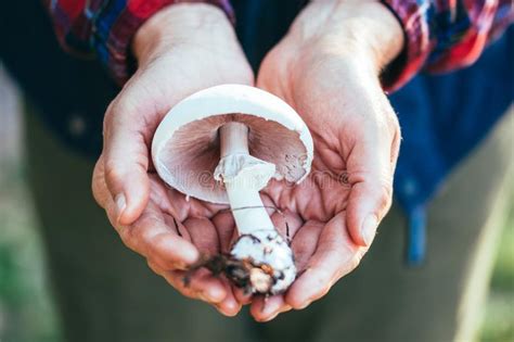 Pale Toadstool In A Handful Autumn Harvest Of Mushrooms Stock Photo