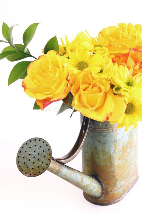 Yellow Bouquet Of Spring Flowers In Watering Can Stock Photo Image Of