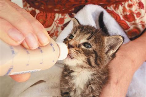 Kitten Facts — 22 Things To Know To Keep Them Thriving Catster