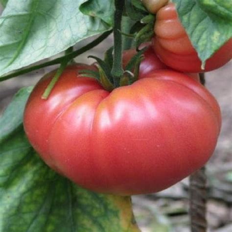 Mexican Giant Beefsteak Tomato Seeds Comb Sh See Our Store Etsy