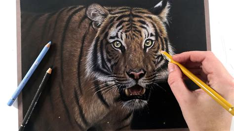 Drawing A Realistic Tiger In Colored Pencil On Pastelmat Youtube