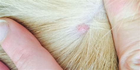 What Are Little Bumps On Dogs Skin