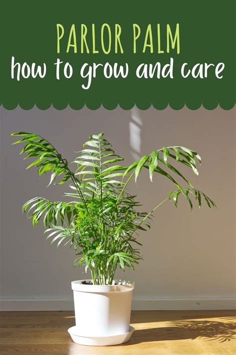 The Complete Guide For Parlor Palm Care For Plant Beginners And
