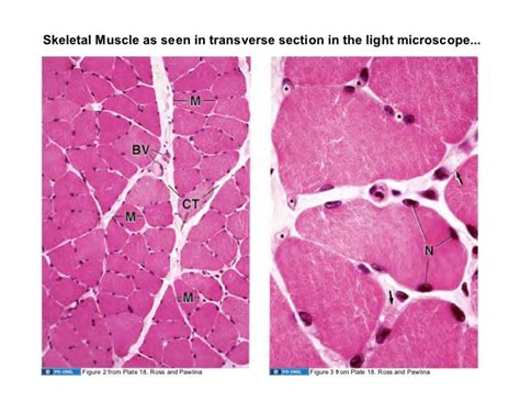 09.15.08: Muscle Tissue