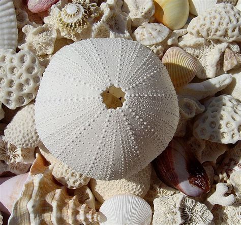 Shells And Coral C00lsh0ts Flickr
