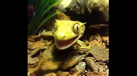 Feeding Crested Geckos Youtube