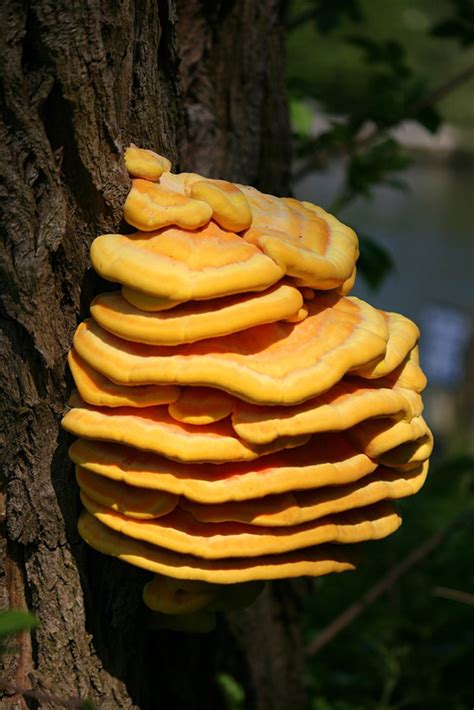 Chicken Of The Woods Mushroom Cooking Wiki