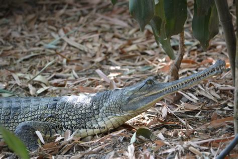 5 Best Places To See 3 Crocodile Species In India