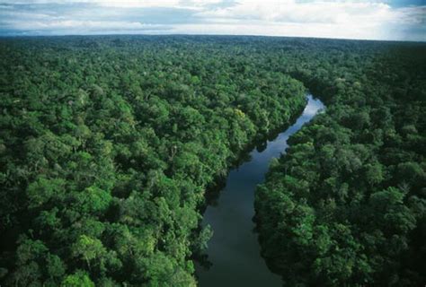 Amazon Rainforest In South America Travel And Tourism