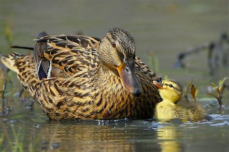 ‘terms Of Endearment By Andy Nguyen Pet Ducks Beautiful Birds Bird