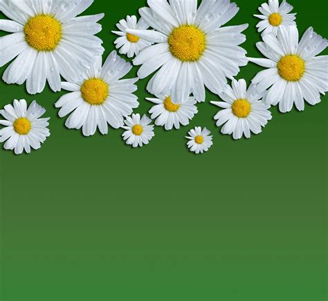 Daisy Flowers Background Free Stock Photo Public Domain Pictures