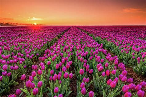 Sunrise And Purple Tulips Photograph By Jenco Van Zalk Fine Art America