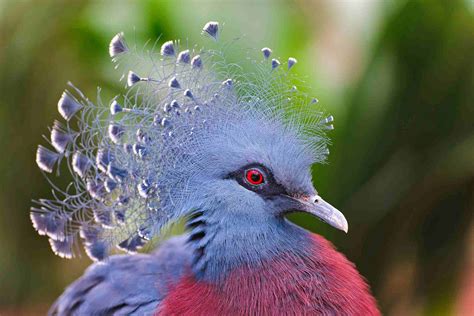 8 Of The Most Exotic Pet Birds