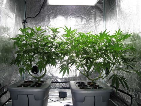 6 Light Grow Room Setup The Perpetual Harvest How To Grow Unlimited