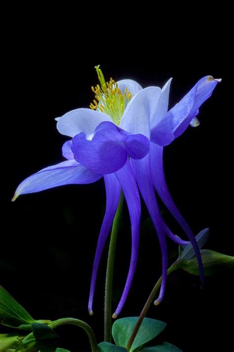 The color of this beautiful flower varies from blue to light green. Blue Aquilegia by David Millard / 500px | Beautiful ...
