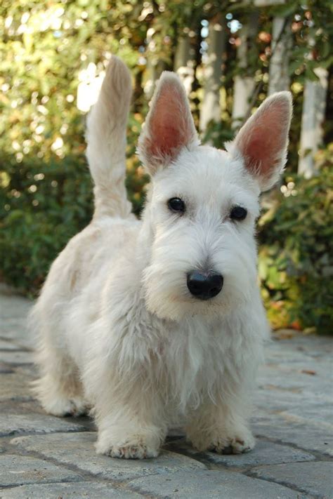 Pin By Take Tanaka On Scotties And Westies Scottish Terrier Puppy
