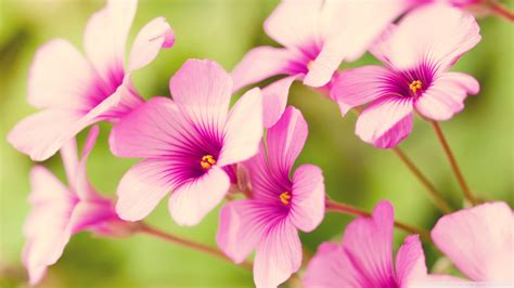 Download and use 80,000+ purple flowers stock photos for free. Download Pink Flower Petals Wallpaper 1920x1080 ...