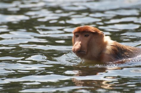 Swimming Proboscis Monkey Again Part II Rob Knell Flickr