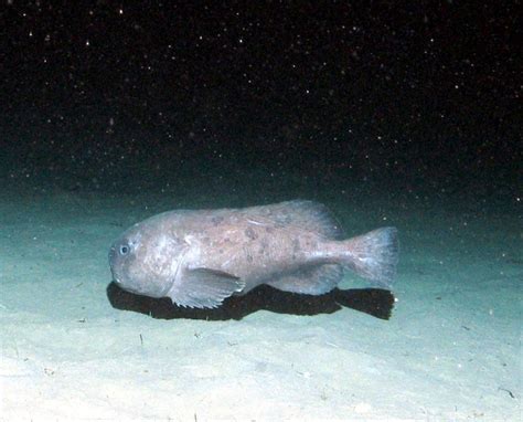 Blobfish in water vs out of water is comparable. Blobfish - "OCEAN TREASURES" Memorial Library