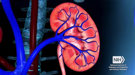 Symptoms Causes And Treatments For Kidney Infection Youtube