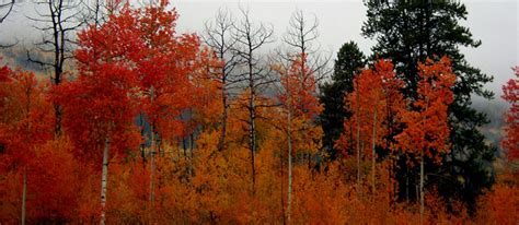 Fall In Steamboat Springs Colorado