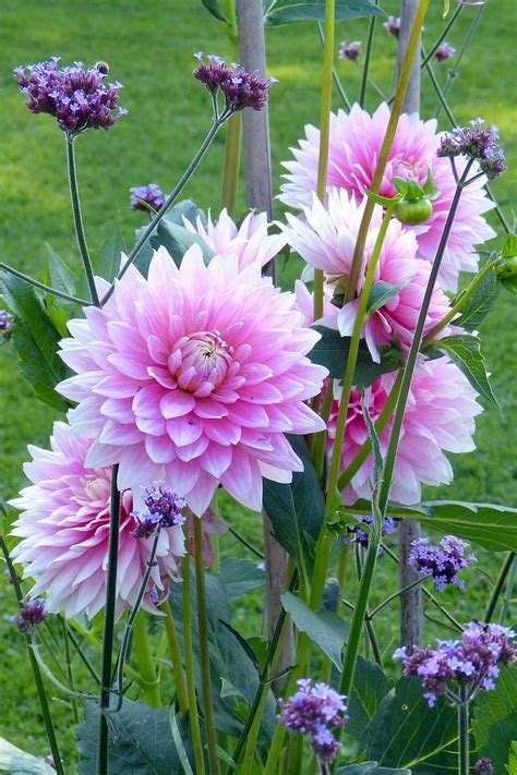 These annuals need full sun to partial shade and bloom in early spring/summer and again in late summer/early fall with even watering. Top 10 Plants and Bulbs for Planting in Spring