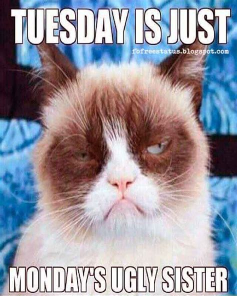 We are always adding new content to this section so be sure. Happy & Funny Tuesday Quotes With Images, Pictures | Funny grumpy cat memes, Grumpy cat humor ...