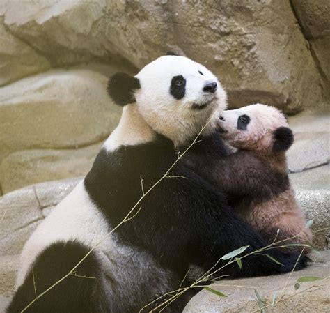 Yuan meng, le panda né au zoo de beauval en août dernier, a été officiellement présenté au public samedi. Yuan Meng made his public debut