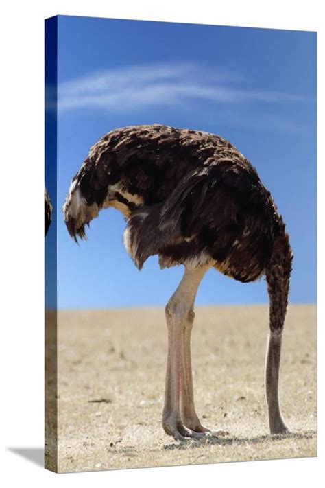 Ostrich With Head In Sand Animals Gallery Wrapped Canvas Print Wall