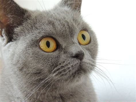 A trip to the nearest pet clinic will give you some some are cheaper and if you are lucky they can offer it to you for free. Cats For Free Near Me #DoCatsEatMice Post:576509347 | Grey ...
