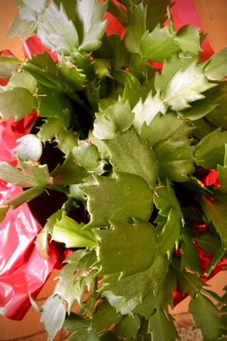 Arrange cactuses and succulents amid salvaged treasures, against a vibrant painted wall or in terraced beds. Christmas Cactus Guide: How to Grow a Christmas Cactus