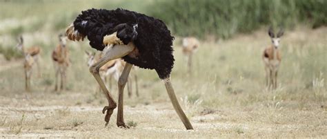 Do Ostriches Really Bury Their Head In The Sand Bbc